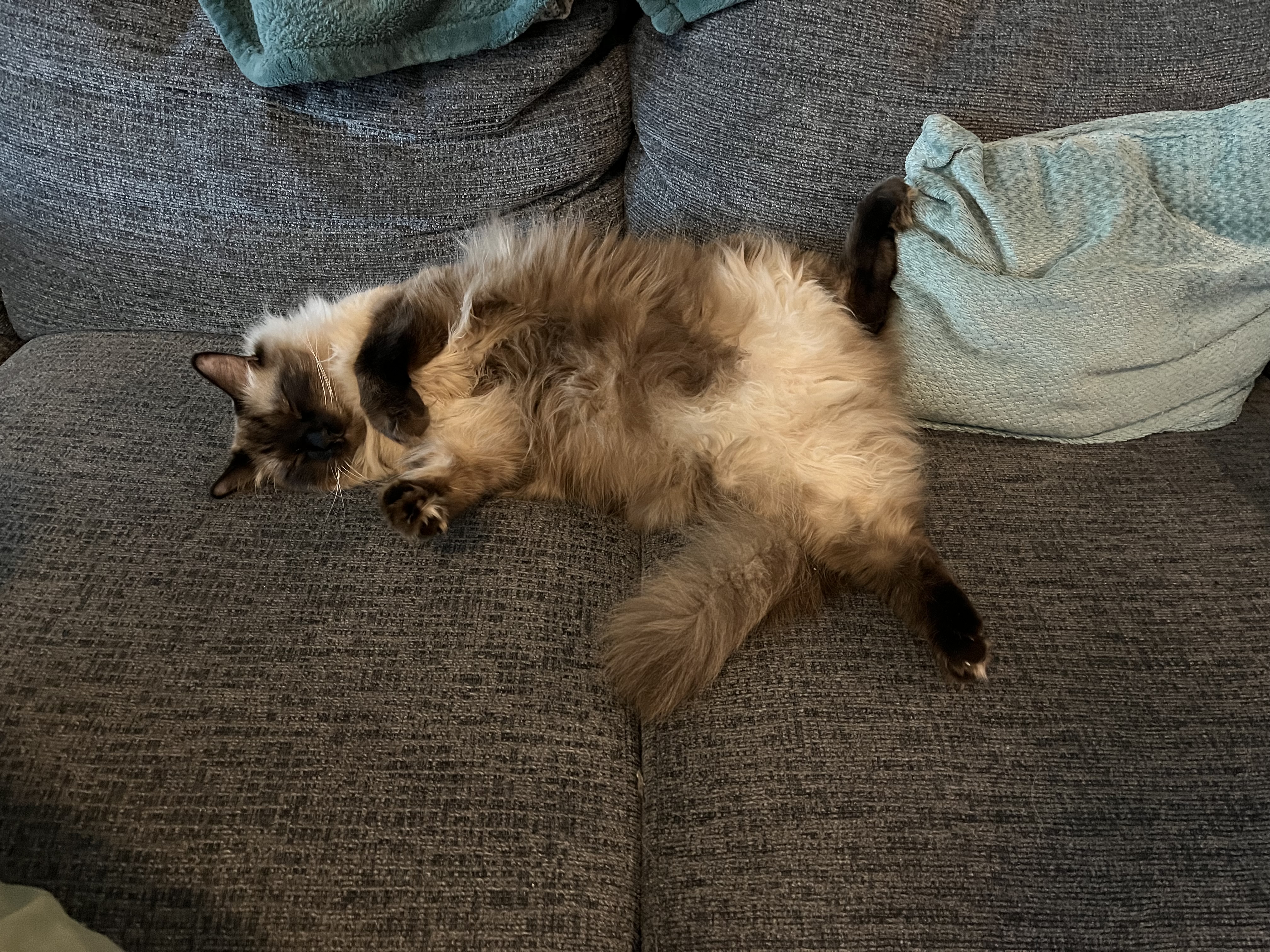Fluffy sealpoint cat sleeping on his back with back legs apart and from paws pulled in.